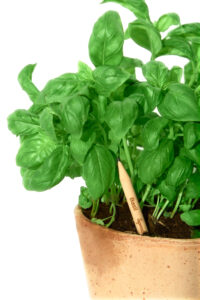 crayon a planter_papierfleur_basil