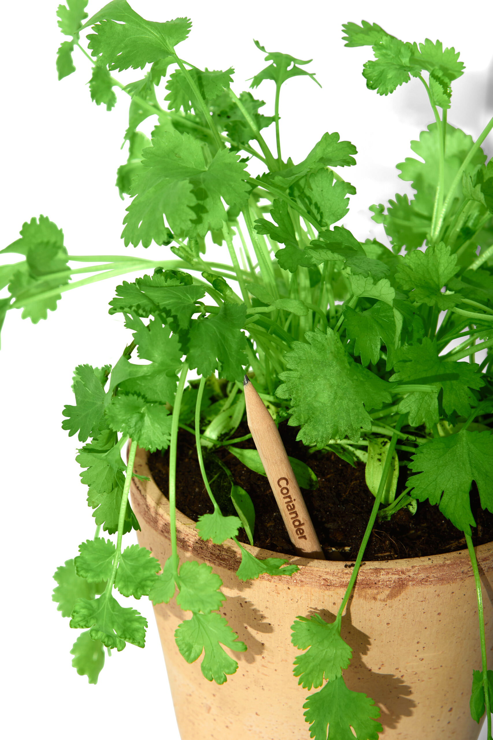 2021.10.19 skud0045 1-kopi crayon a planter coriandre