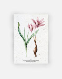 carte-biodiversite-premium-colchique-a6-bulbe-naturel