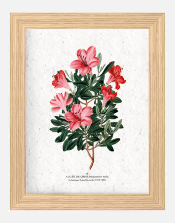 Affiche Biodiversité Azalée de Chine