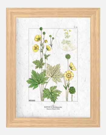 Affiche Biodiversité Bouton d'Or