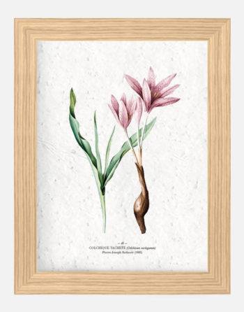 Affiche Biodiversité Colchique tachetée