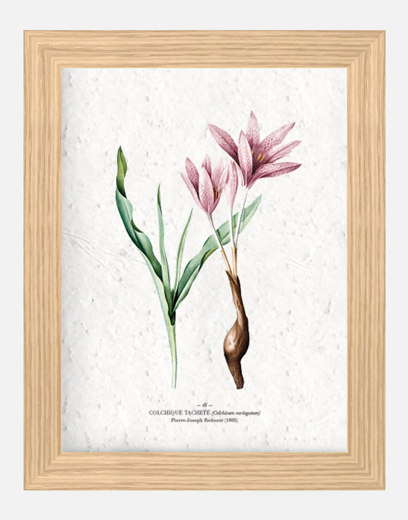 cadre-a4-colchique-bio-pluie Affiche Biodiversité Colchique tachetée