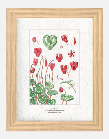 Affiche Biodiversité Cyclamen