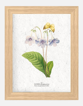 Affiche Biodiversité Gloxinia