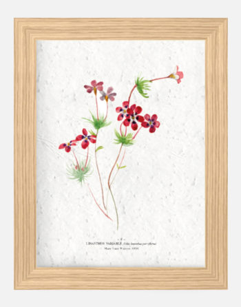 Affiche Biodiversité Linathus