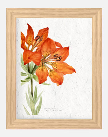 Affiche Biodiversité Lys rouge