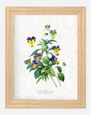 Affiche Biodiversité Pensée sauvage