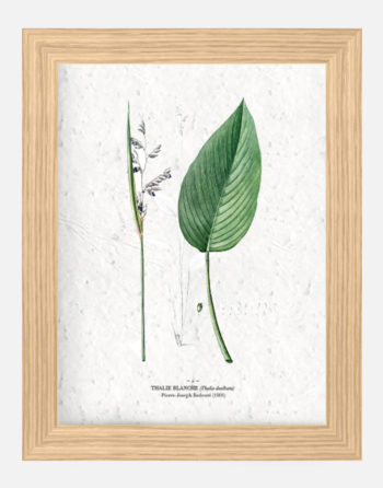 Affiche Biodiversité Thalie blanche