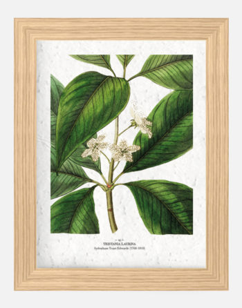 Affiche Biodiversité Tristania