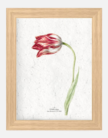 Affiche Biodiversité Tulipe