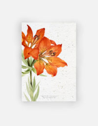 carte-biodiversite-premium-lys-rouge-a6-eclosion-pistil