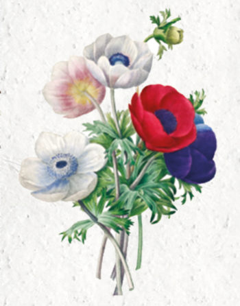 Zoom Affiche Biodiversité Anémone