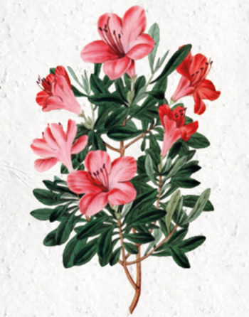 Zoom Affiche Biodiversité Azalée