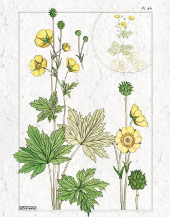 Zoom Affiche Biodiversité Bouton d'or