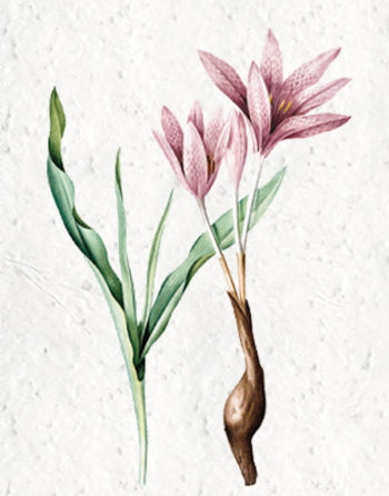 Zoom Affiche Biodiversité Colchique Tachetée