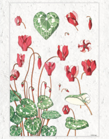 Zoom Affiche Biodiversité Cyclamen