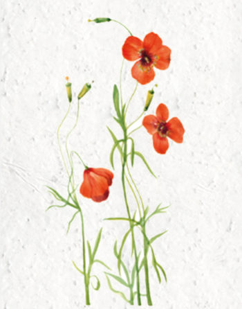 Zoom Affiche Biodiversité Girouette