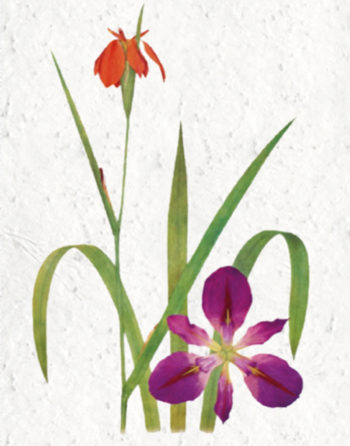 Zoom Affiche Biodiversité Iris
