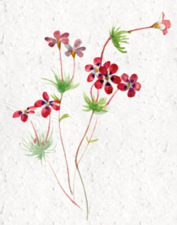 Zoom Affiche Biodiversité Linathus