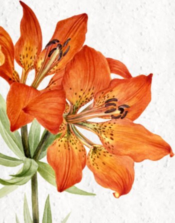 Zoom Affiche Biodiversité Lys rouge