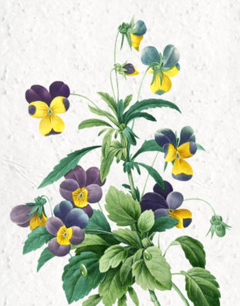 Zoom Affiche Biodiversité Pensées Sauvages