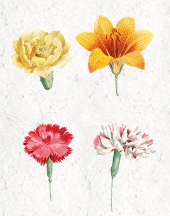 Zoom Affiche Biodiversité Planche botanique