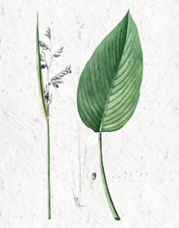 Zoom Affiche Biodiversité Thalie Blanche