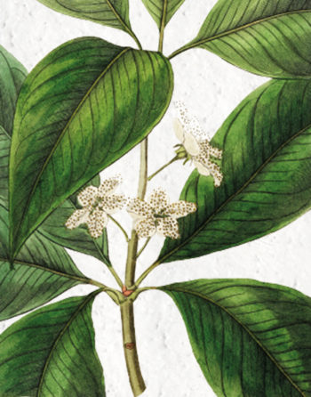 Zoom Affiche Biodiversité Tristania