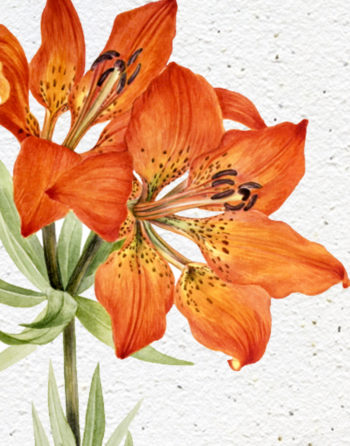 Zoom Affiche Biodiversité Lys rouge