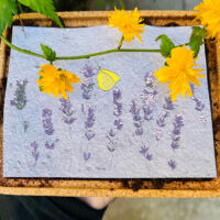 lapetiteboite-carte-a-planter-zero-dechet-green-papillon-minoe-papierfleur-cadeau-green