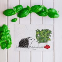 basilic - carte graines small