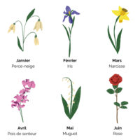 Jan-Juin fleurs de naissance
