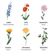 Juil - Dec fleurs de naissance